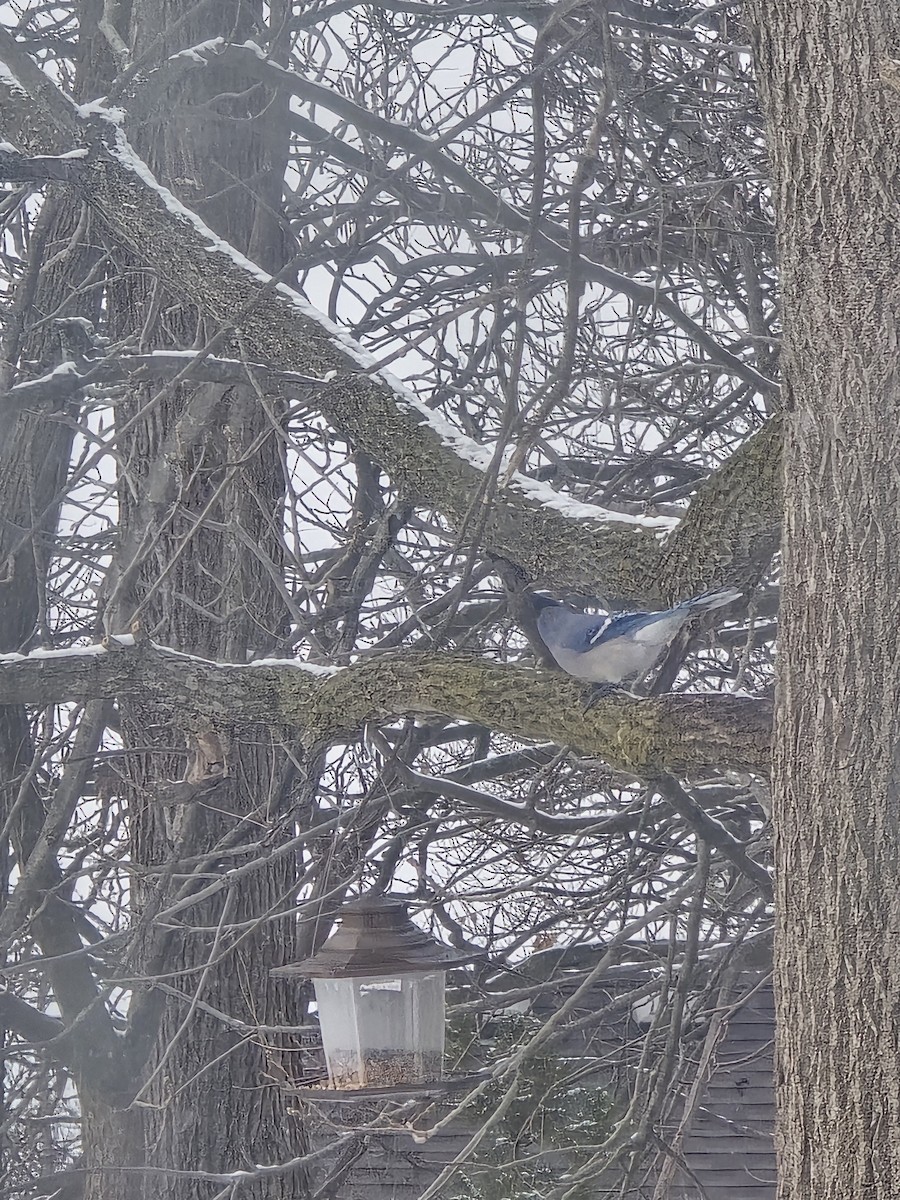 sojka chocholatá - ML646525273