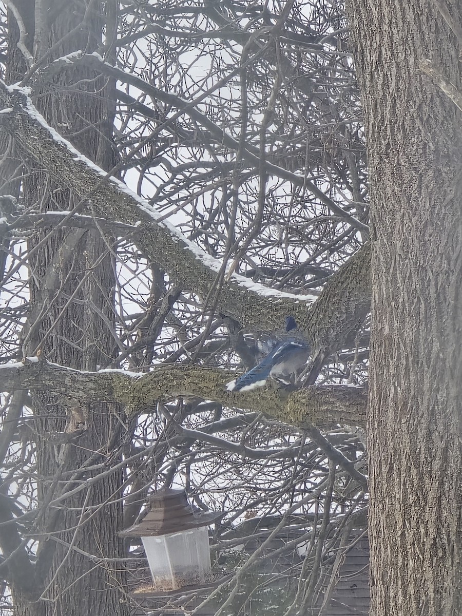 sojka chocholatá - ML646525274