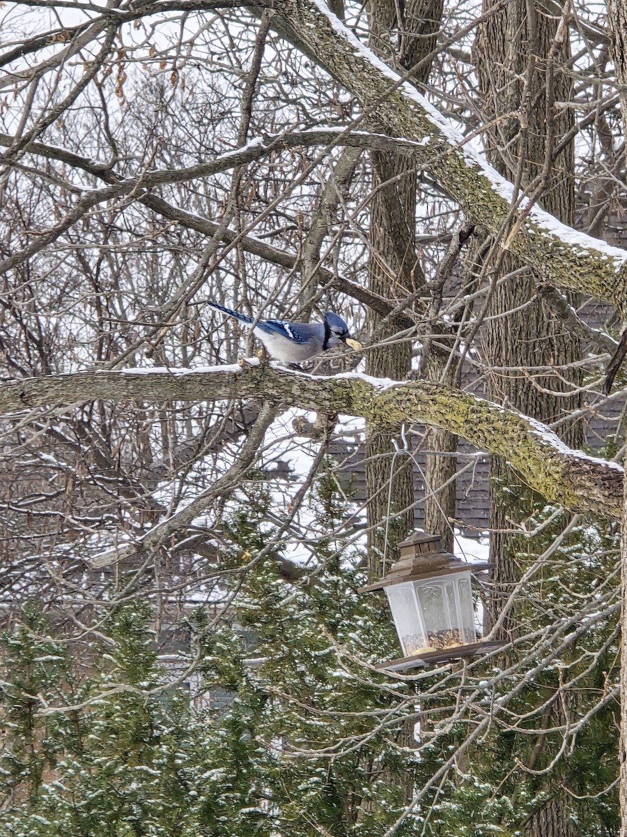 sojka chocholatá - ML646525275