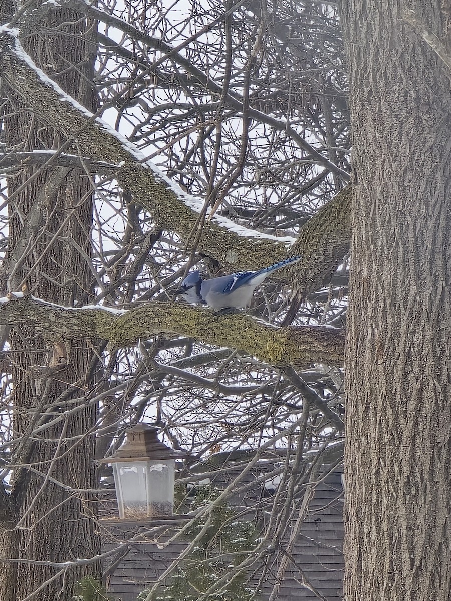 アオカケス - ML646525276