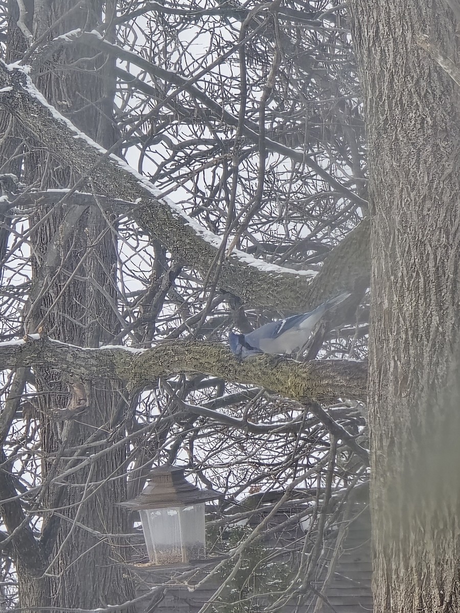 アオカケス - ML646525277