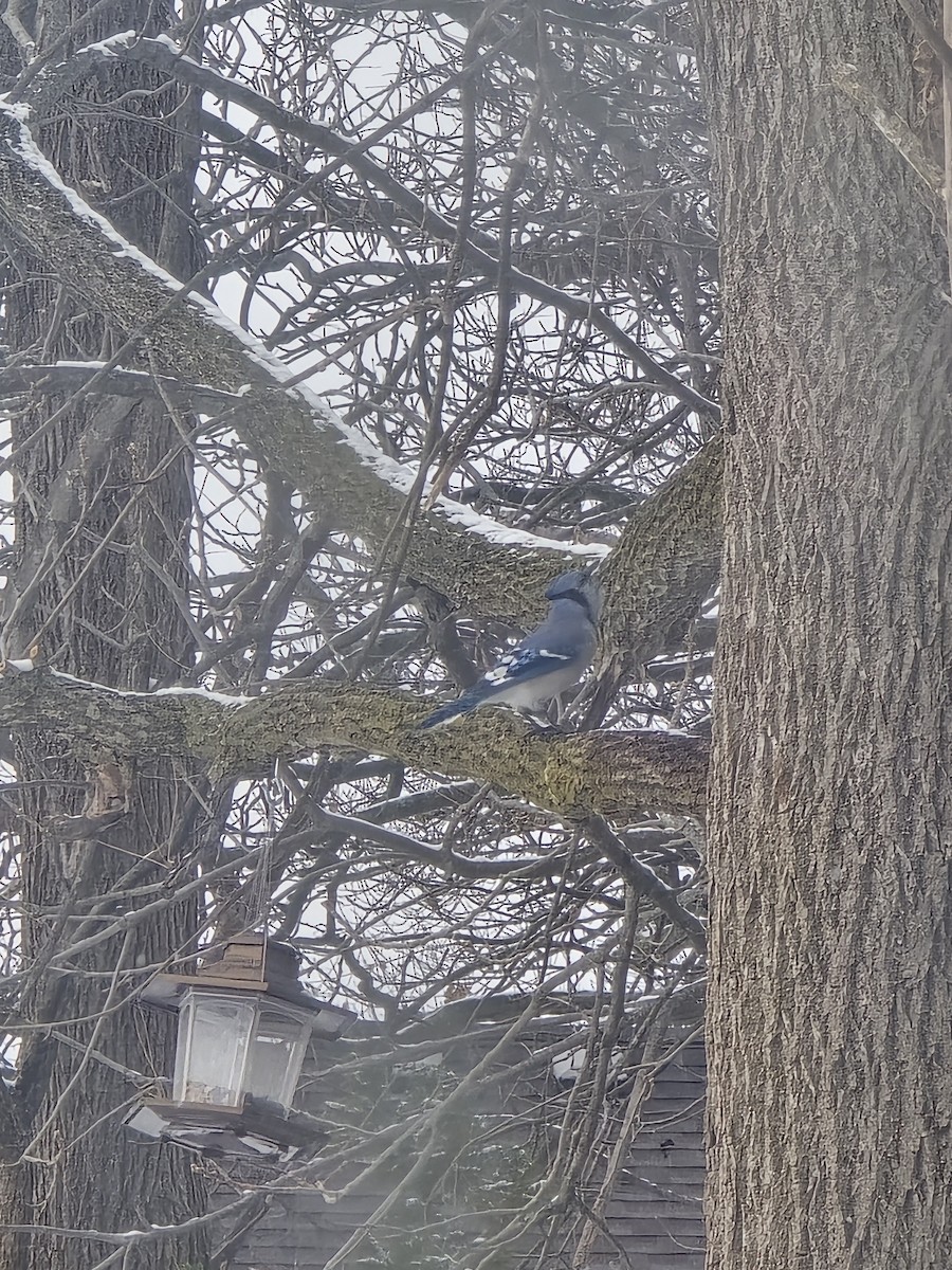 アオカケス - ML646525278