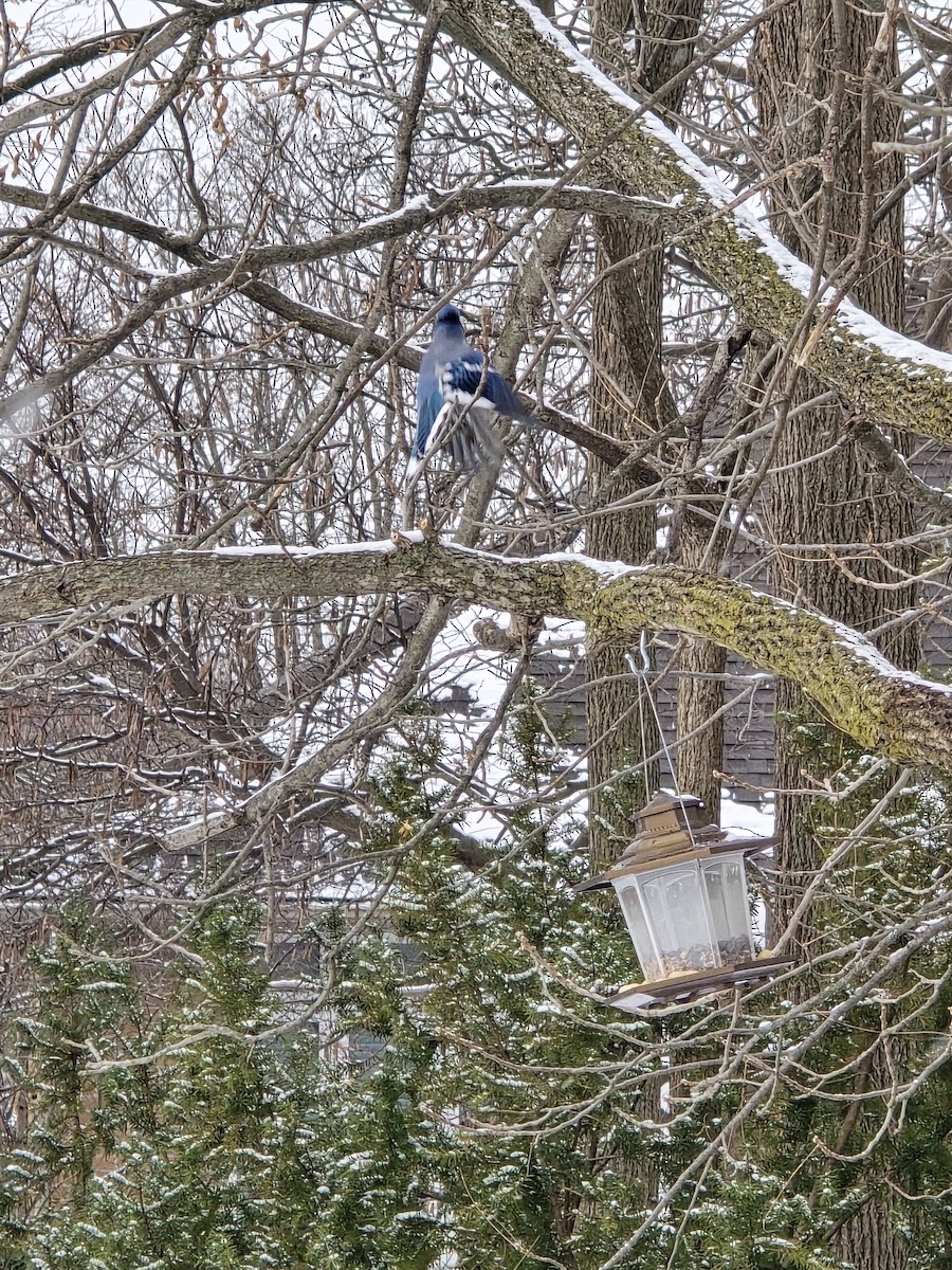 sojka chocholatá - ML646525279