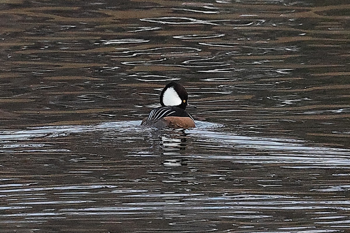 Hooded Merganser - ML646525280