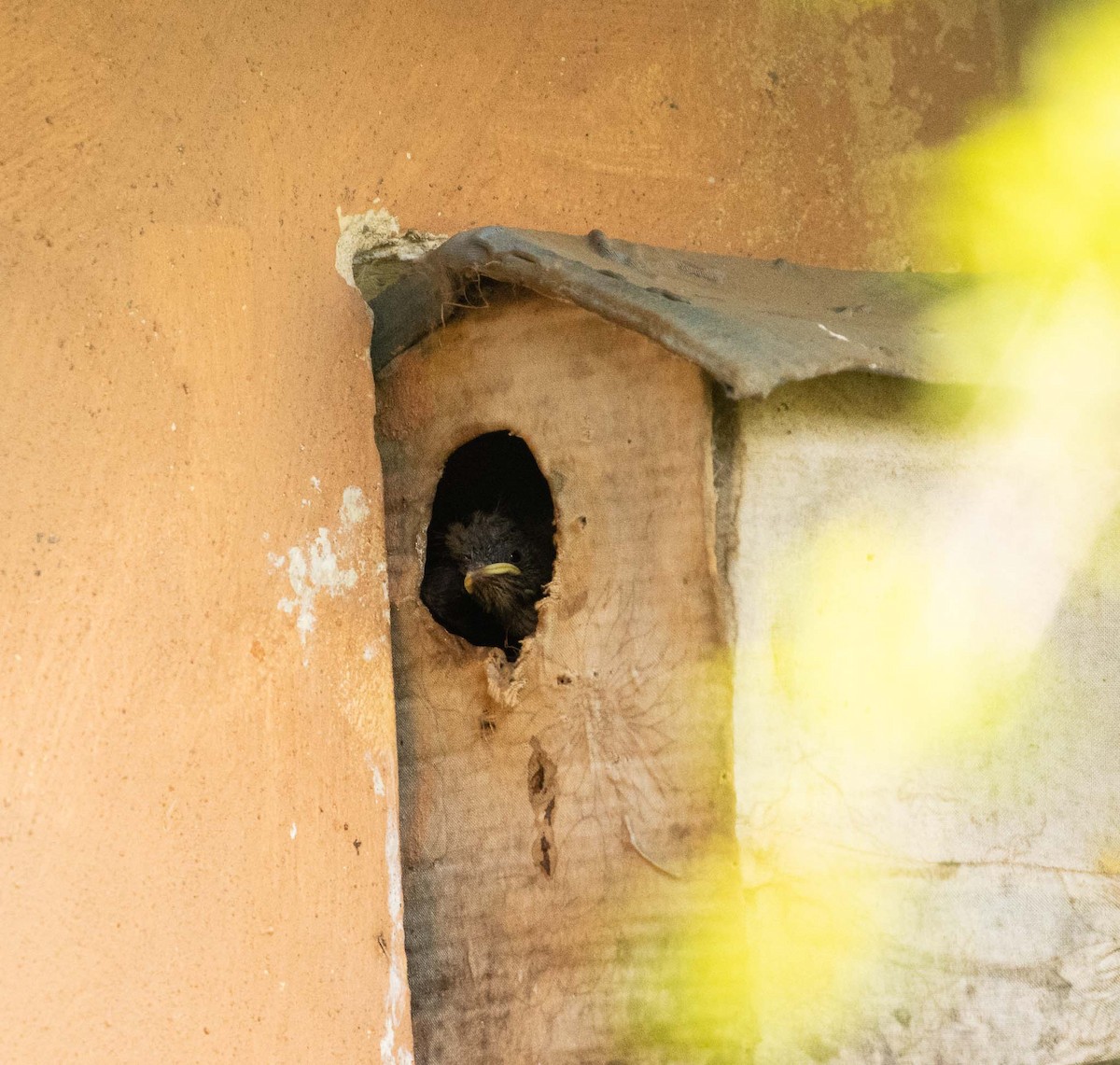 střízlík jižní - ML646525283