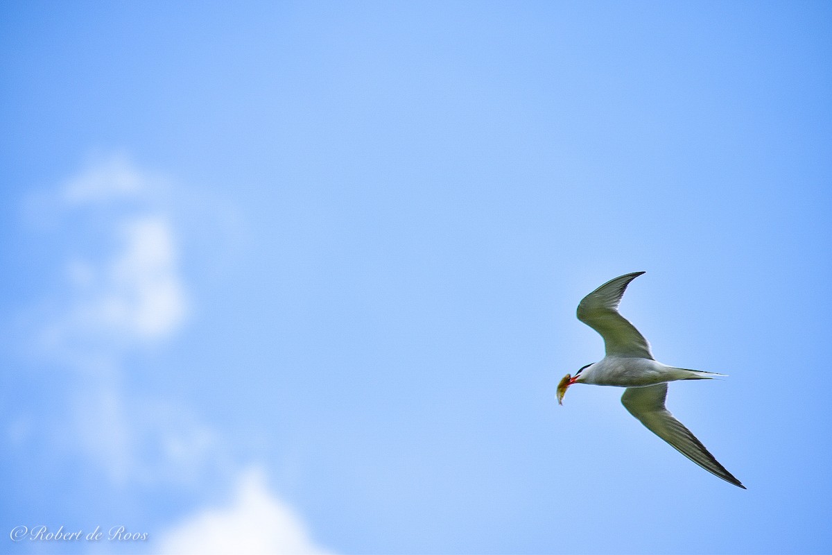 Common Tern - ML646525284