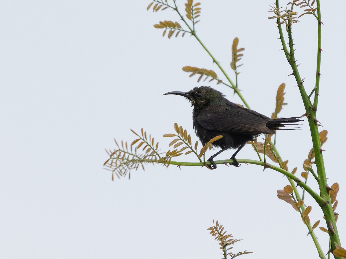 Copper Sunbird - ML646525285