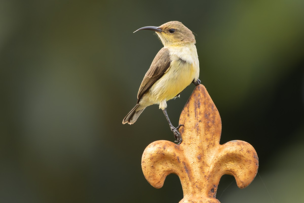 Copper Sunbird - ML646525286