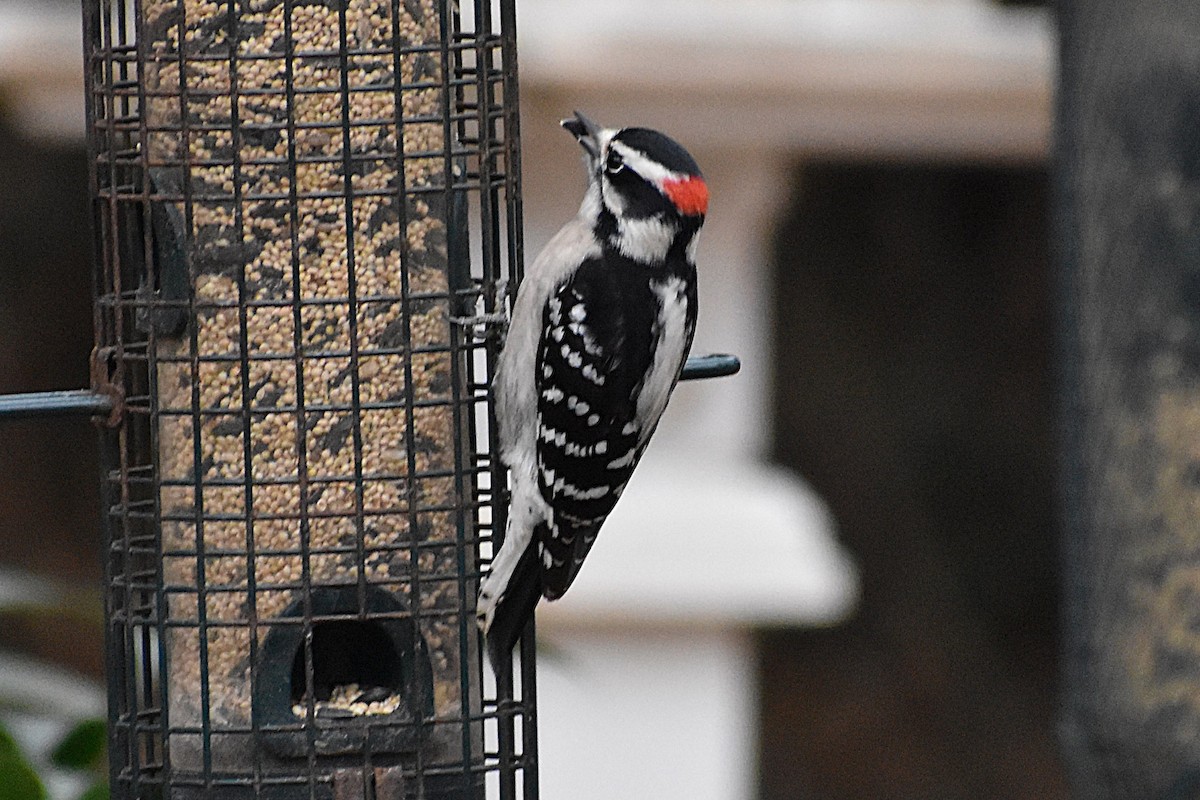 Downy Woodpecker - ML646525287