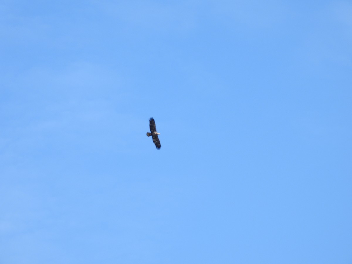 Bald Eagle - ML646525288