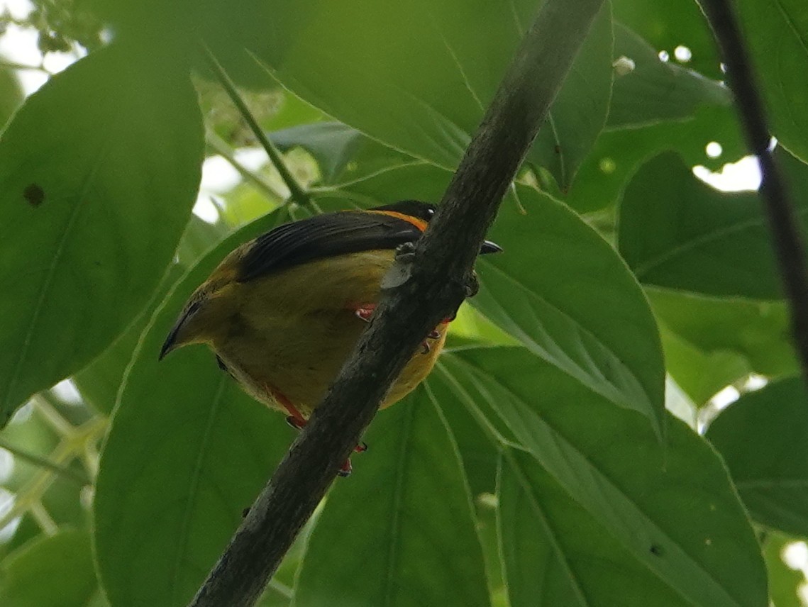 Orange-collared Manakin - ML646525289