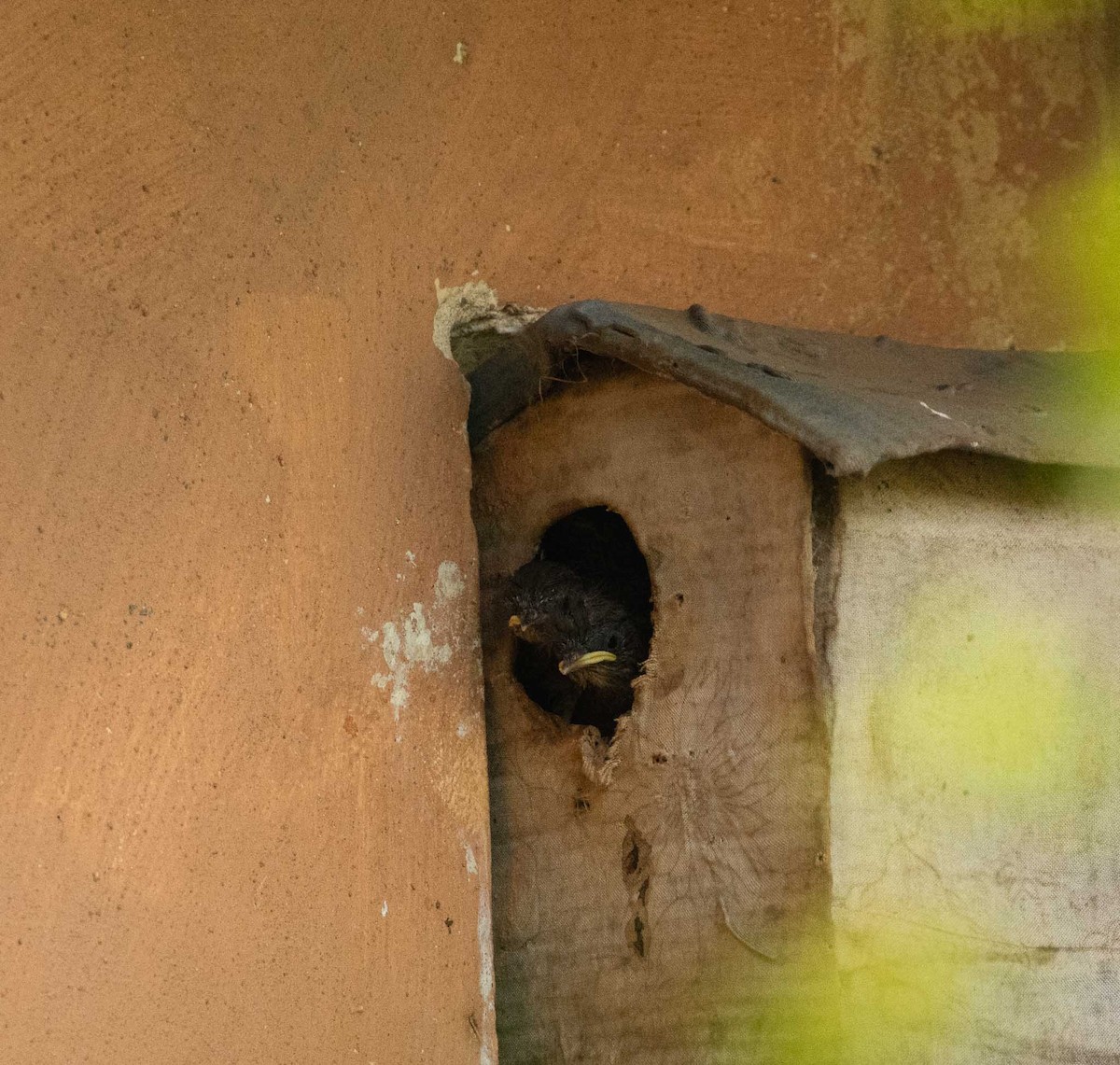 Southern House Wren - ML646525290