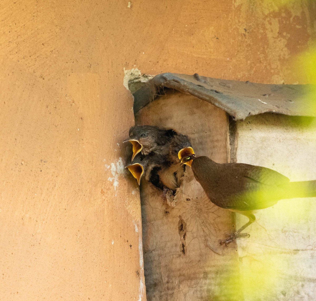 Southern House Wren - ML646525291