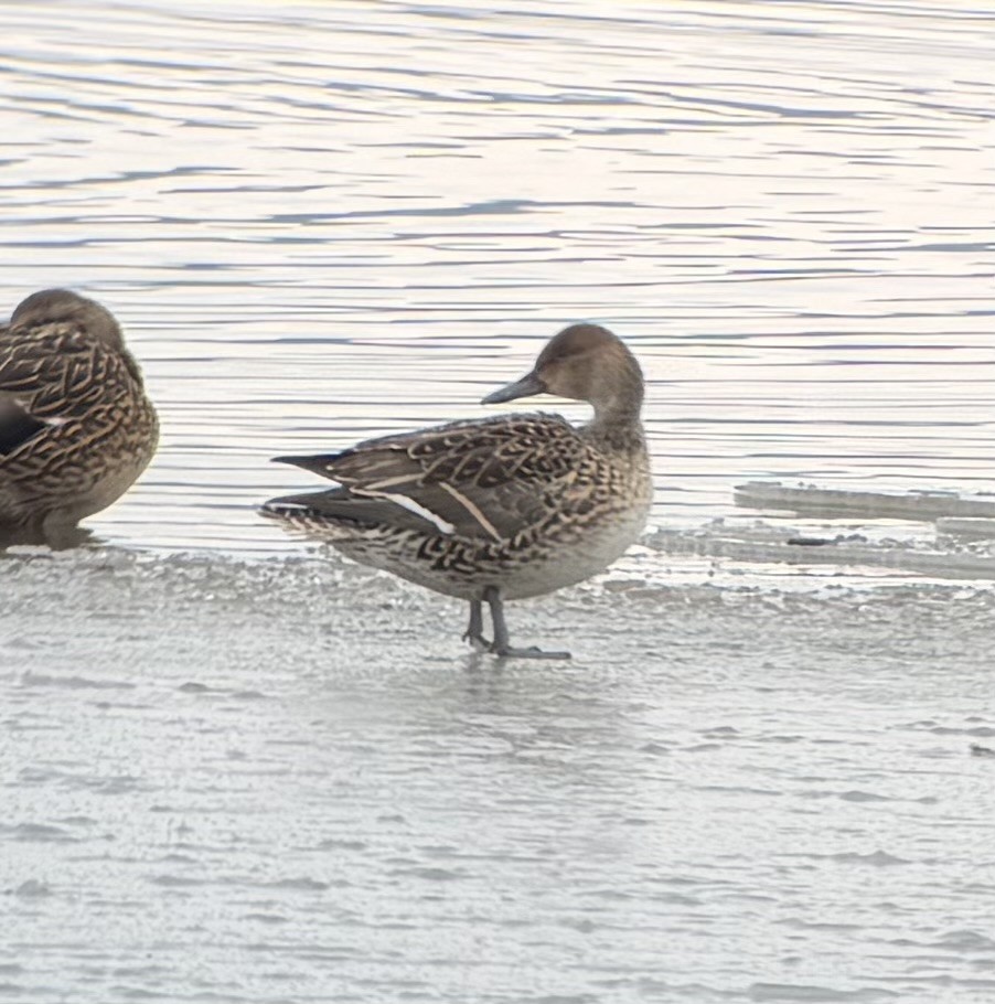 Northern Pintail - ML646525292
