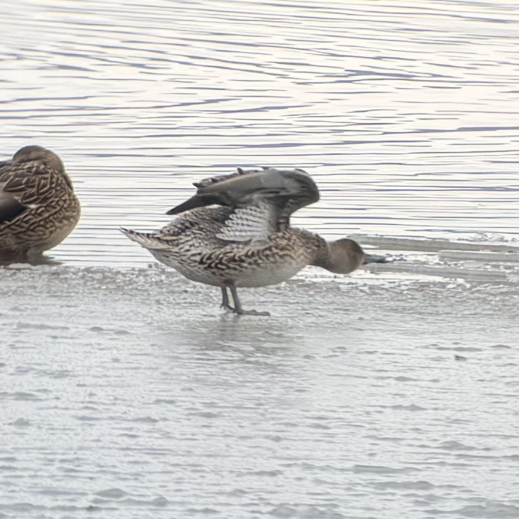 Northern Pintail - ML646525293