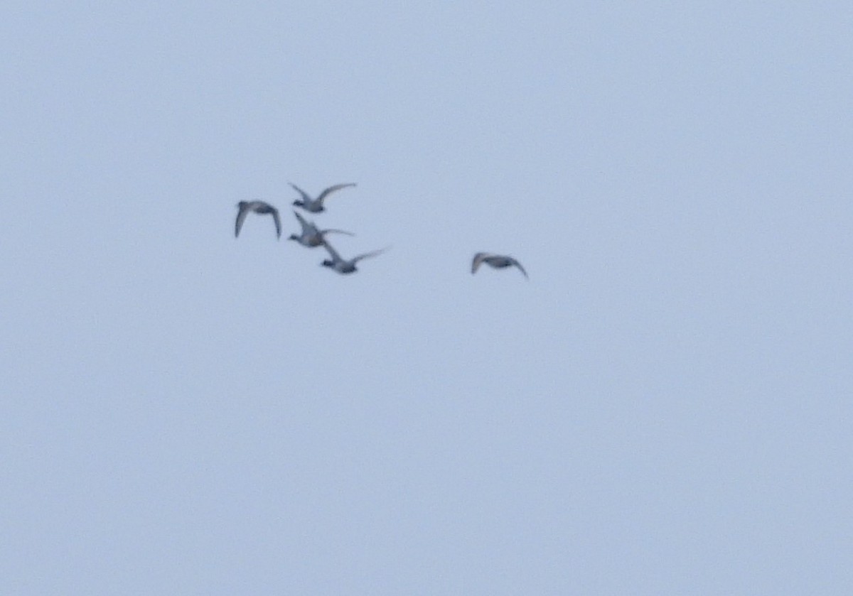 Redhead - ML646525294