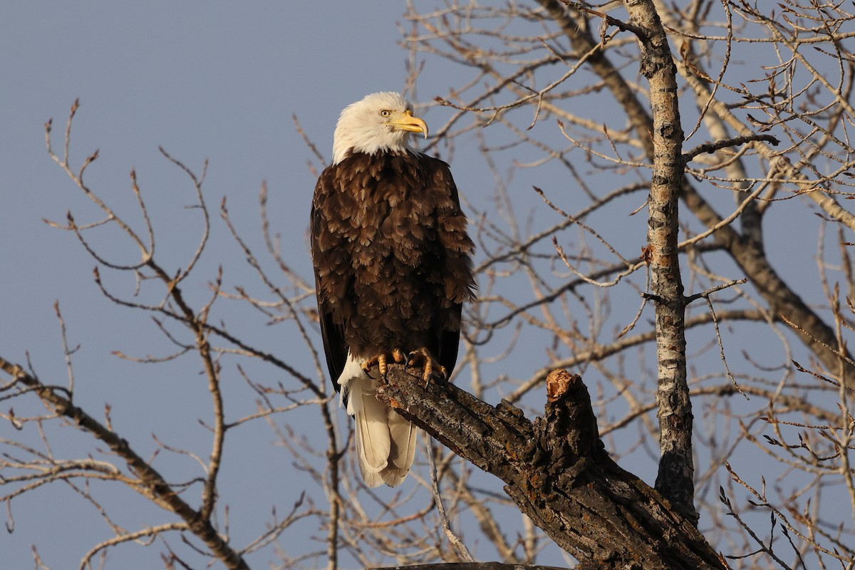 Bald Eagle - ML646525295