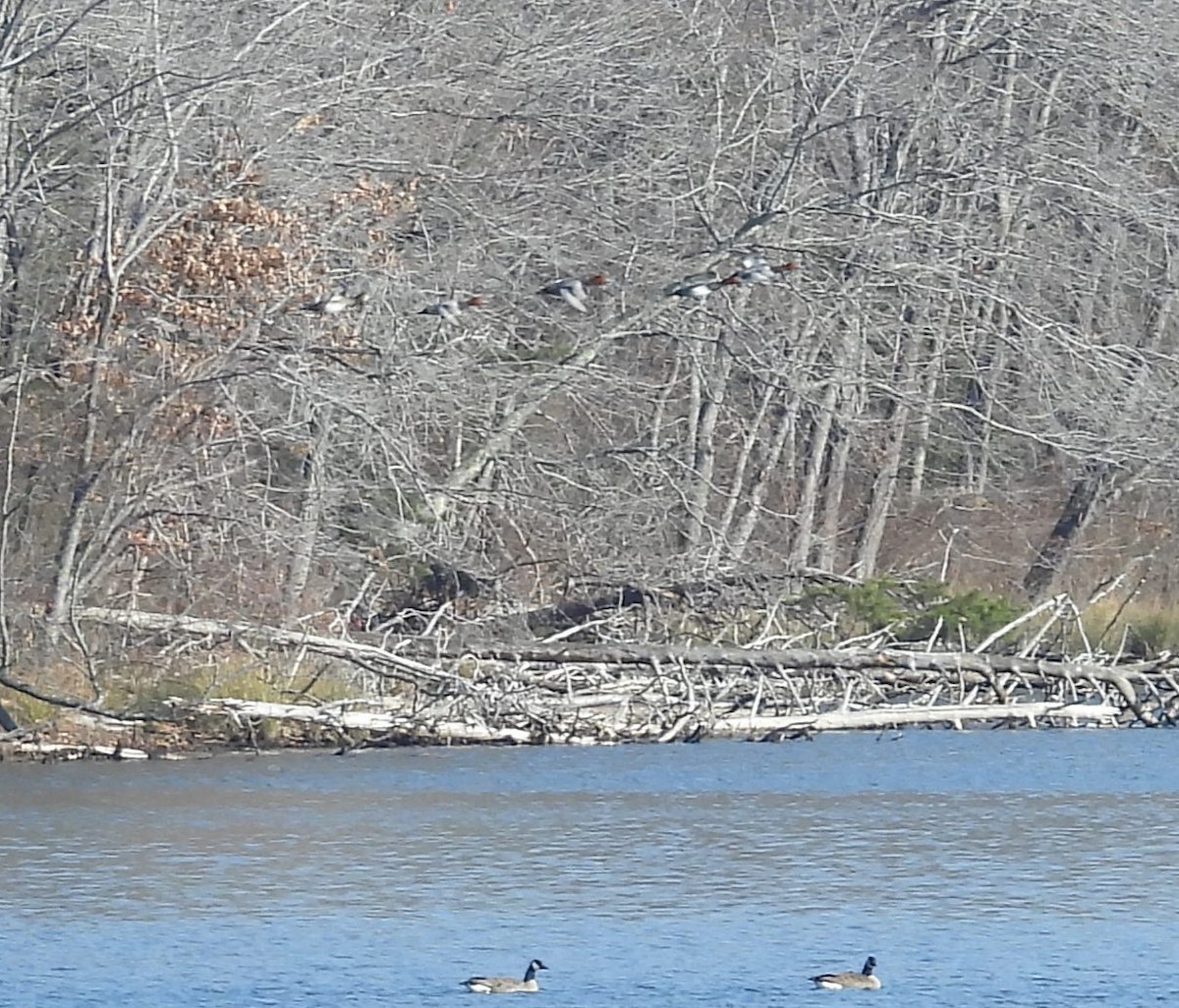 Redhead - ML646525297