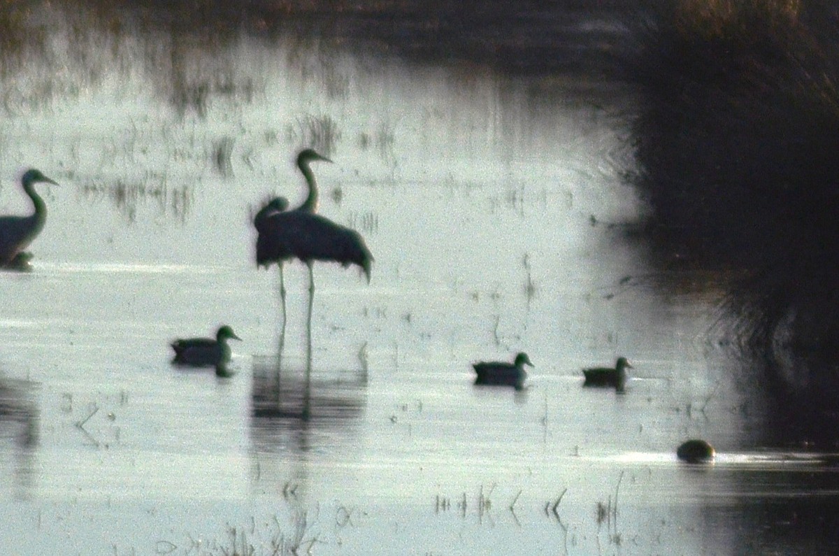 クロヅル - ML646525298