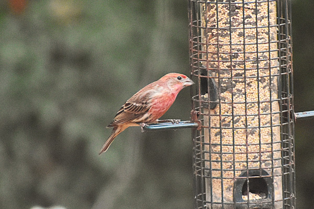 House Finch - ML646525299