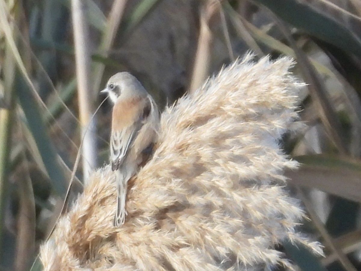 Eurasian Penduline-Tit - ML646525300