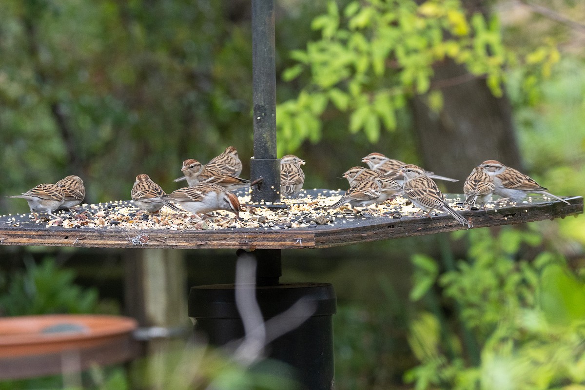 Chipping Sparrow - ML646525302