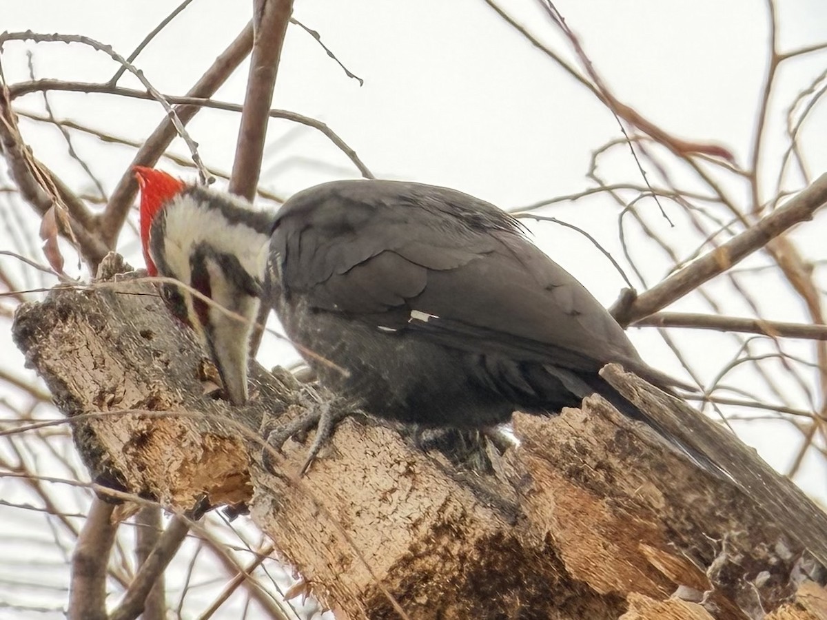 Pileated Woodpecker - ML646525303