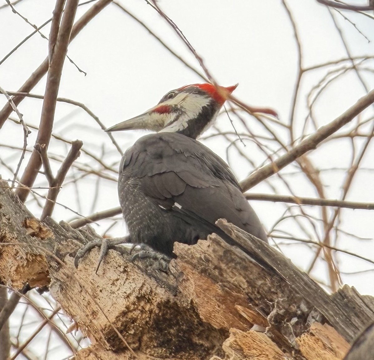 Pileated Woodpecker - ML646525304