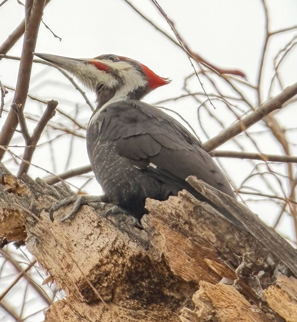 Pileated Woodpecker - ML646525305