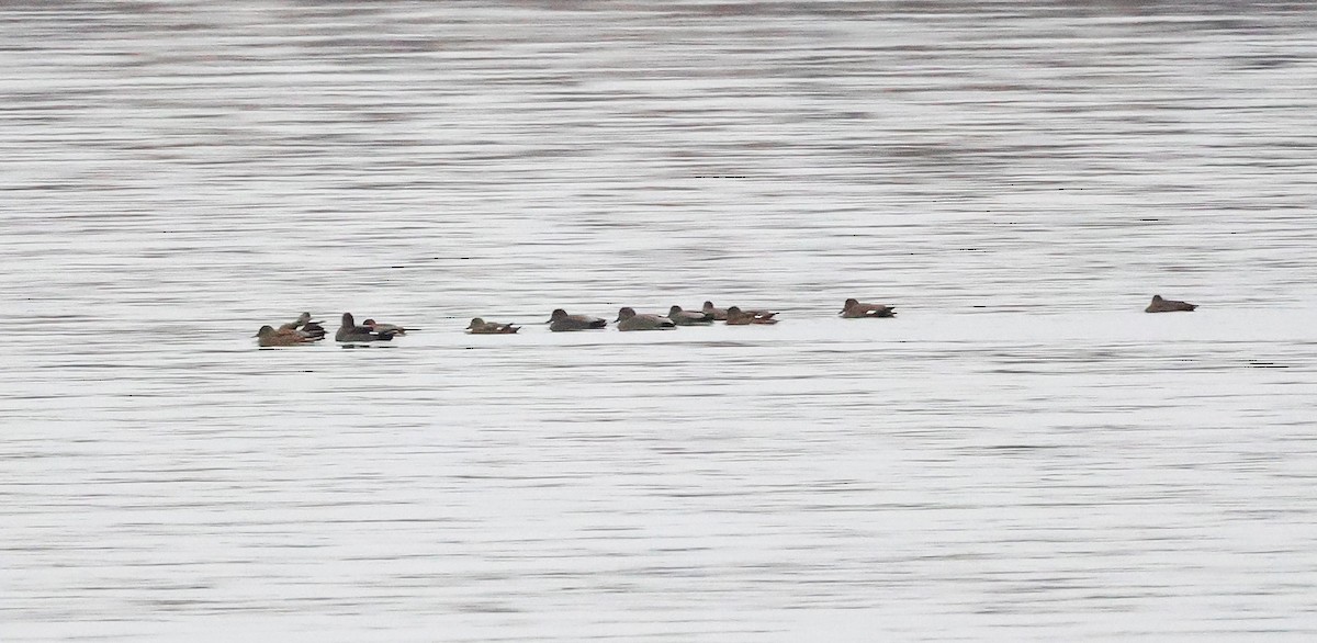 Gadwall - ML646525306