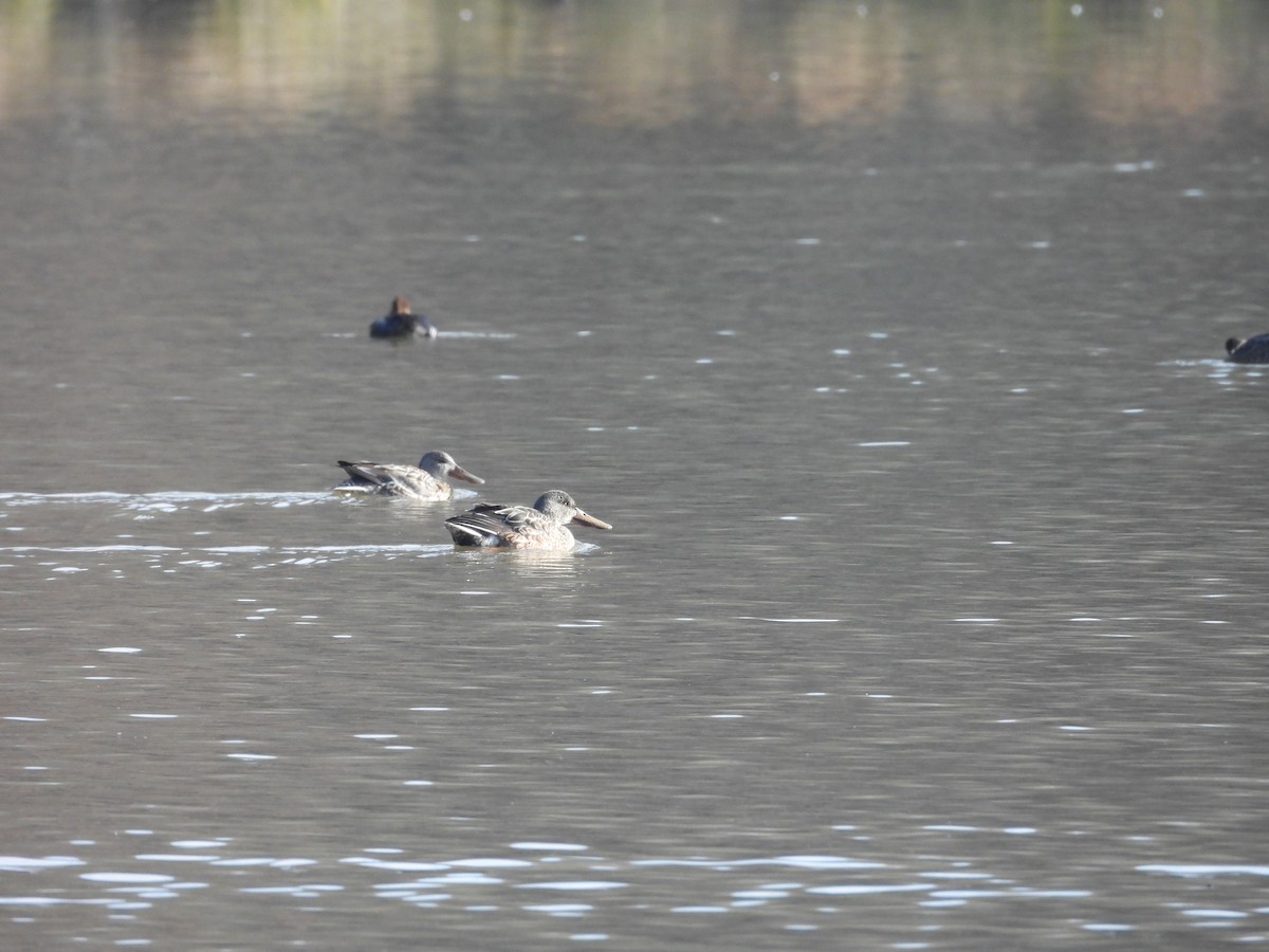 Northern Shoveler - ML646525307