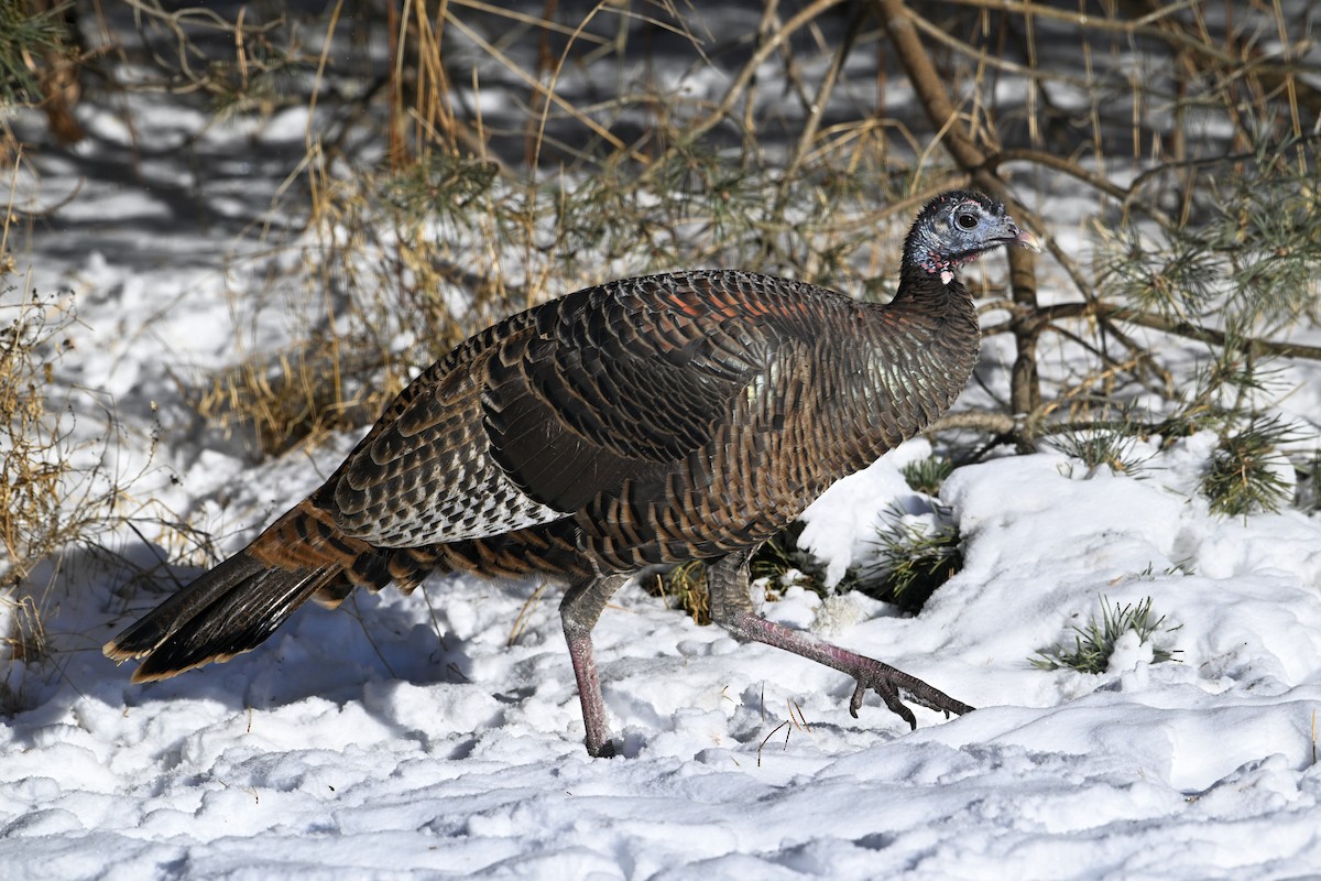 シチメンチョウ - ML646525309