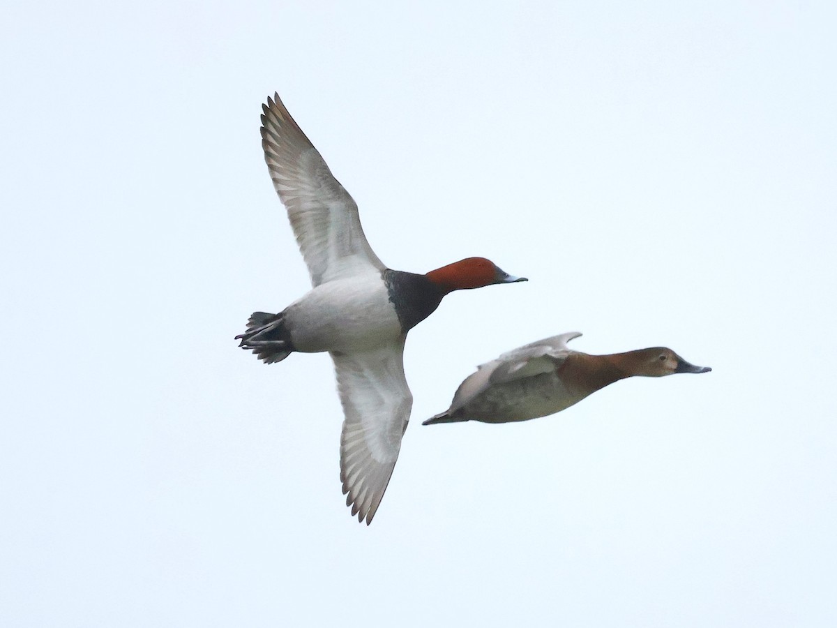 Common Pochard - ML646525310