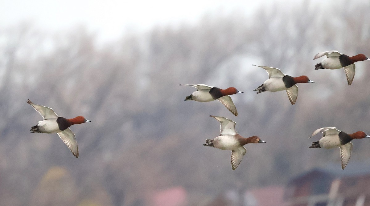 Common Pochard - ML646525316
