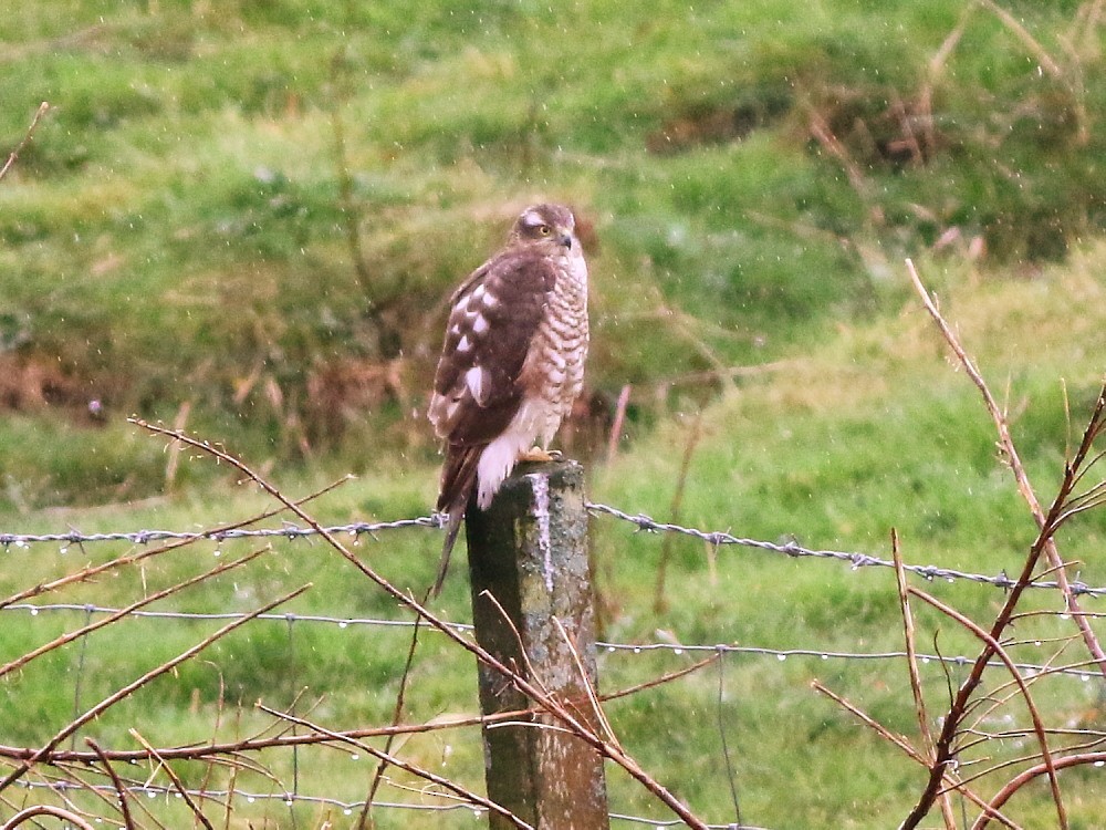 Eurasian Sparrowhawk - ML646525318