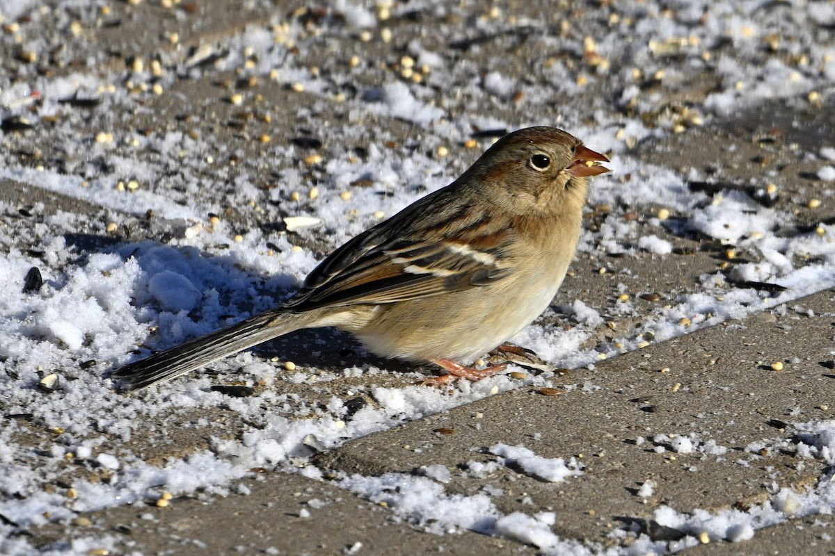 ヒメドリ - ML646525319