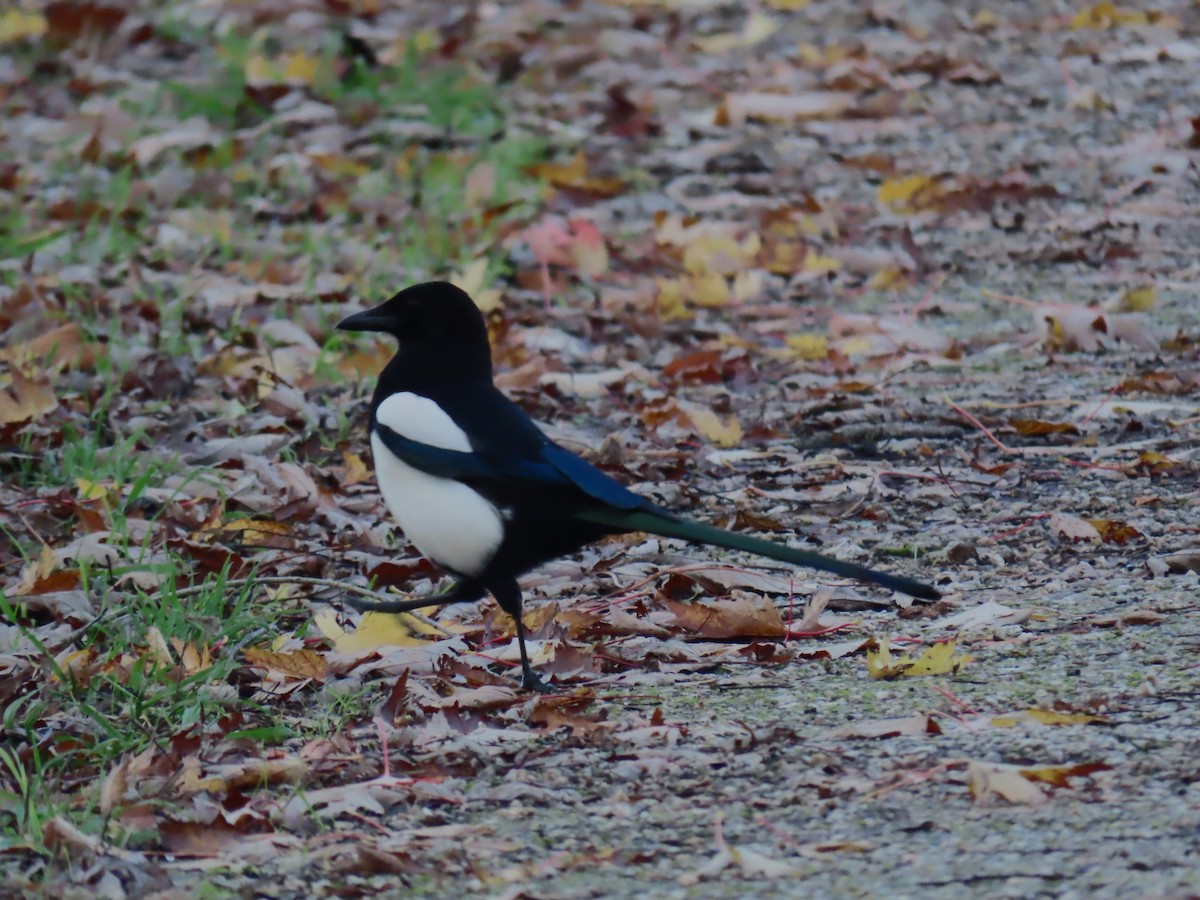 Eurasian Magpie - ML646525320
