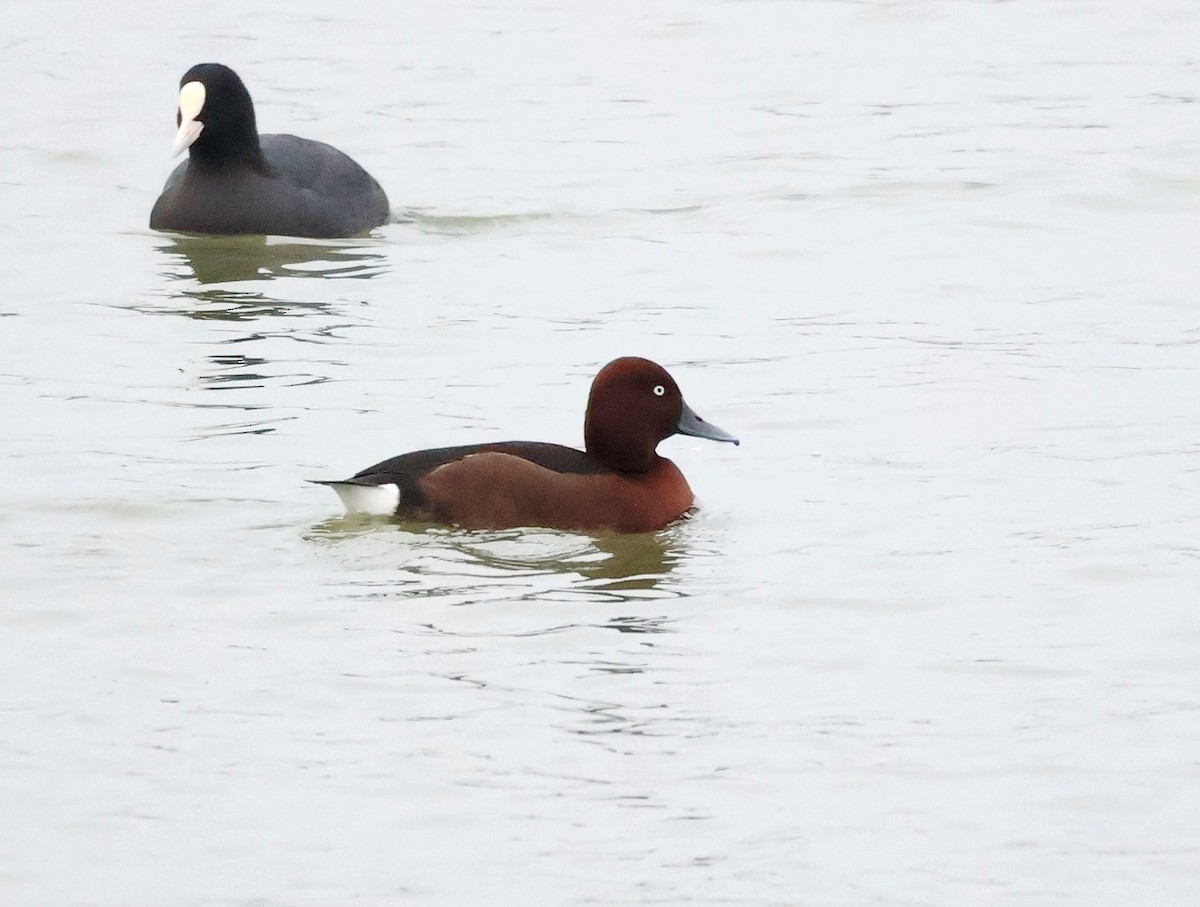 Ferruginous Duck - ML646525322