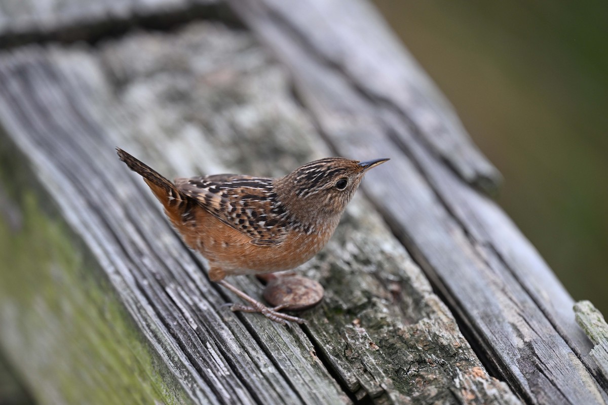 Sedge Wren - ML646525323