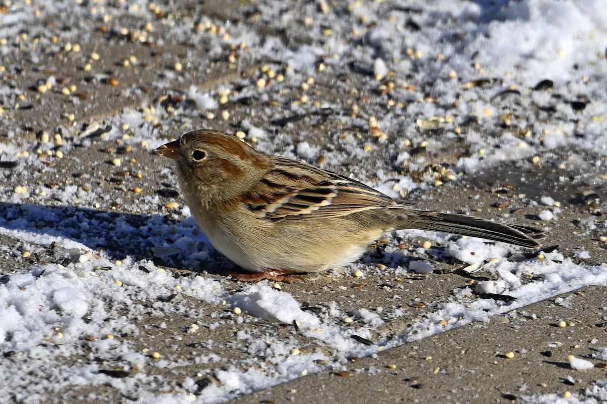 ヒメドリ - ML646525324