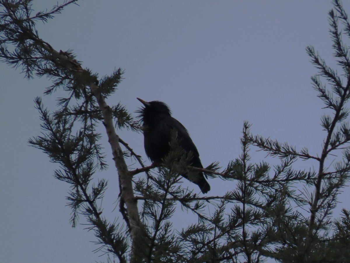 Spotless Starling - ML646525325