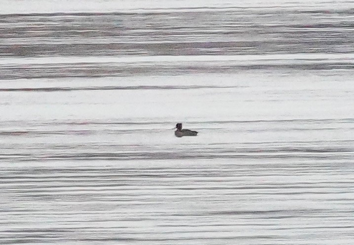 Reiherente - ML646525327