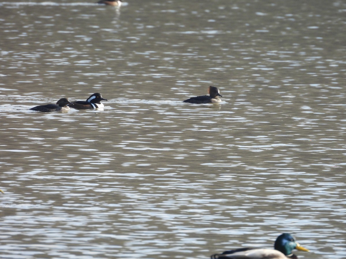Hooded Merganser - ML646525328