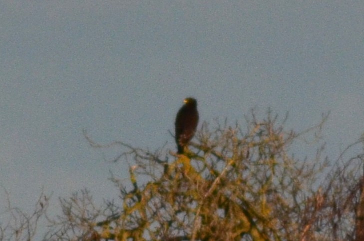 カラフトワシ - ML646525331