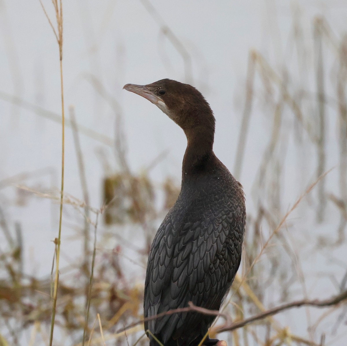 Zwergscharbe - ML646525336