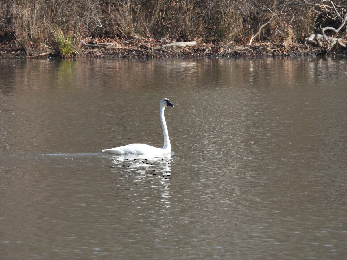 小天鵝 - ML646525356
