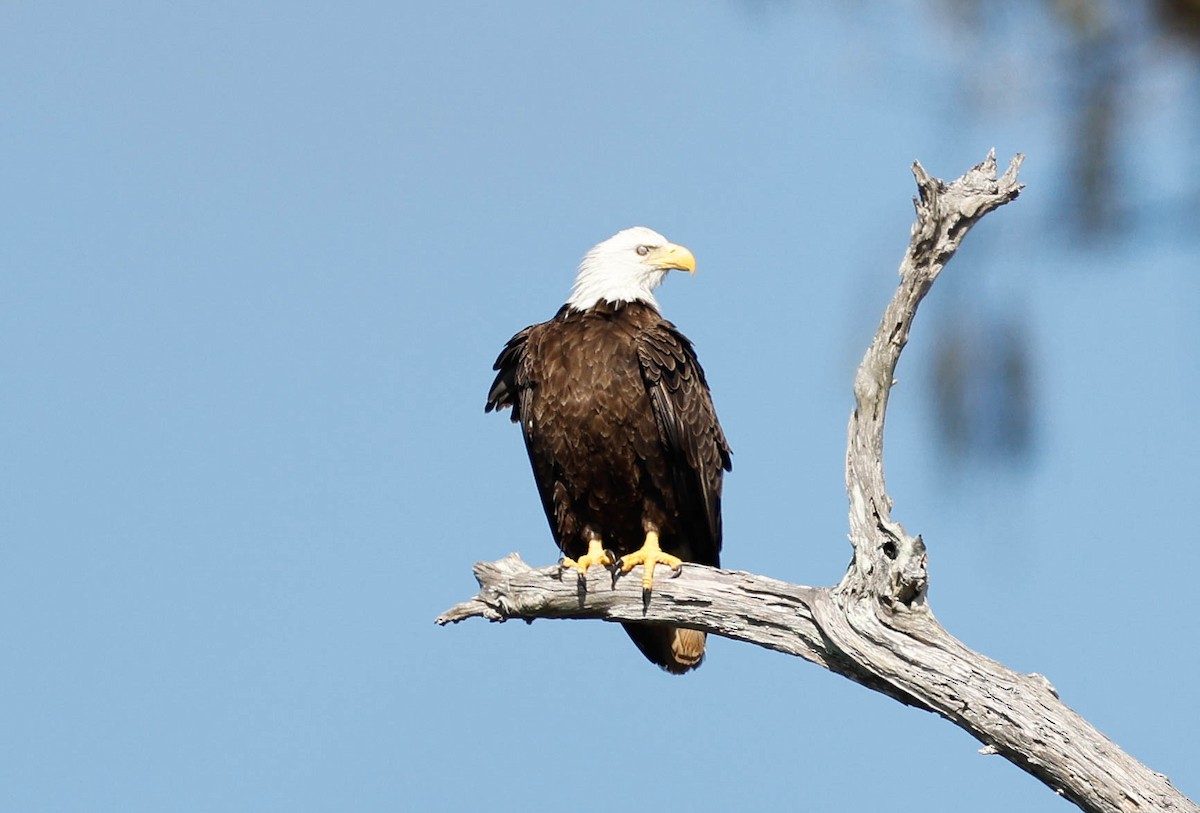 Bald Eagle - ML646525357