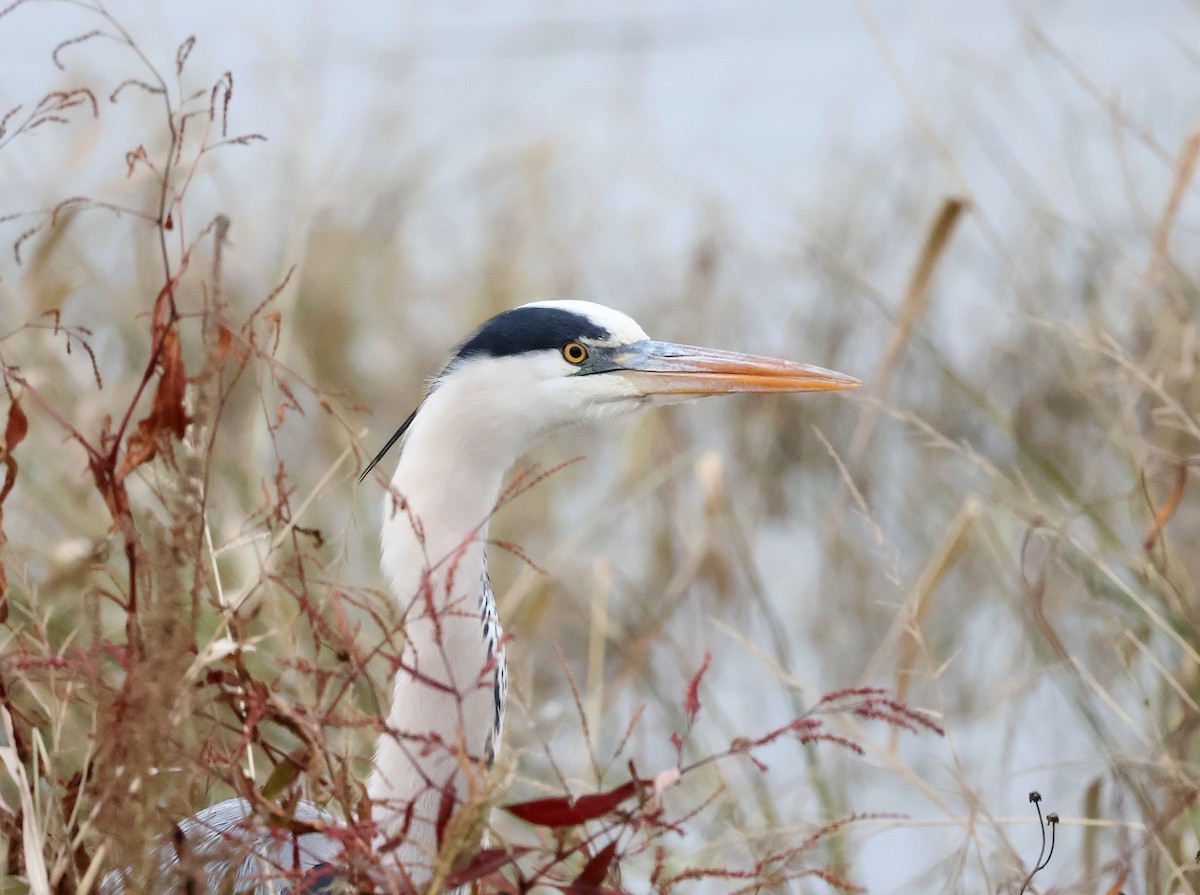 Graureiher - ML646525358