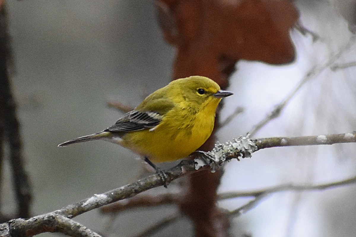 Pine Warbler - ML646525359