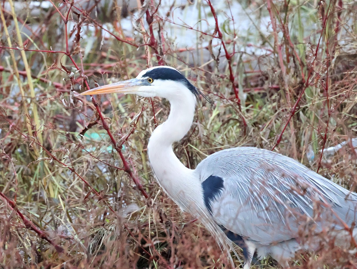 Graureiher - ML646525360